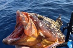 Pesca della cernia in Spagna
