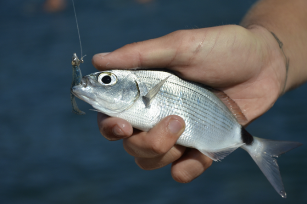 Pesca all?oblade con la tecnica della traina