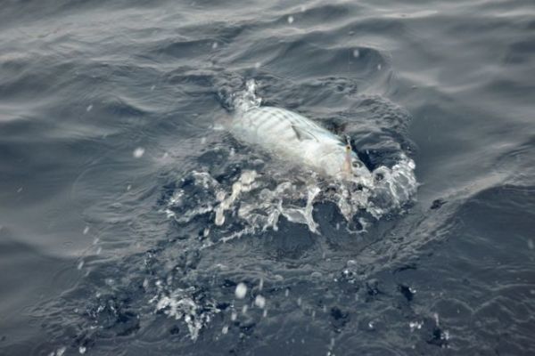 Pesce pelagico