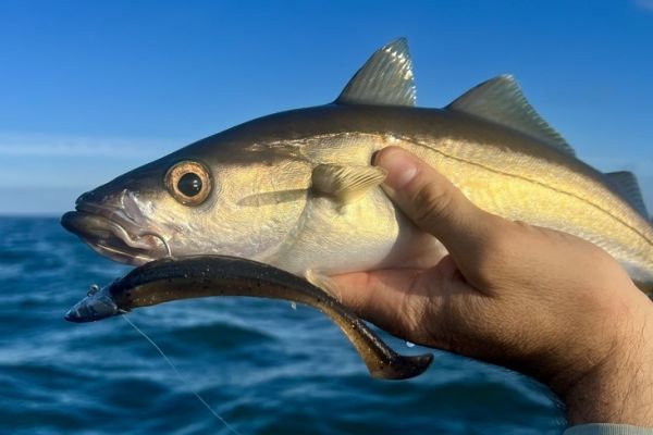 La cattura del primo pesce � un momento speciale.