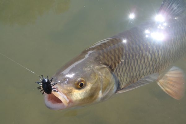 Pesca al cavedano con imitazioni di insetti