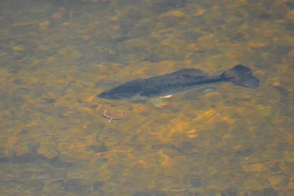 Pesca a vista in estate