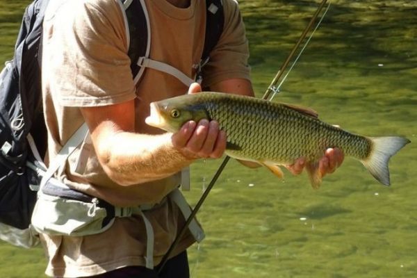 Pesca al cavedano
