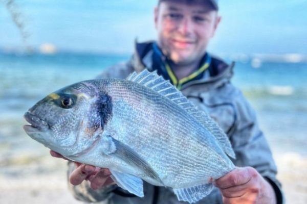 Una bella orata pescata su una spiaggia riparata del Finistère settentrionale