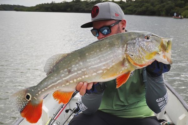 La probait è l'esca preferita per la pesca del peacock bass.