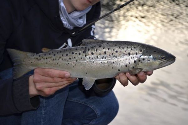 Pesca alla trota con un cucchiaio oscillante