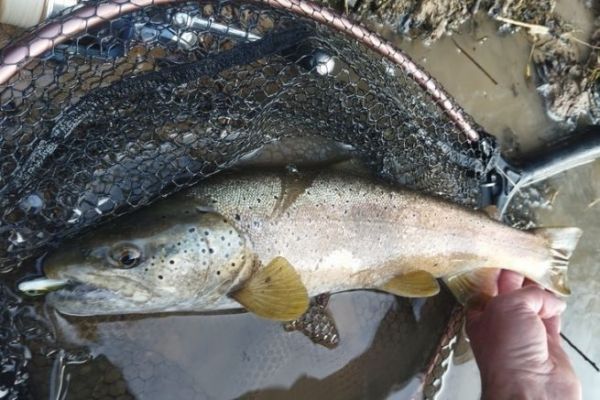 Trota con Powertail evo