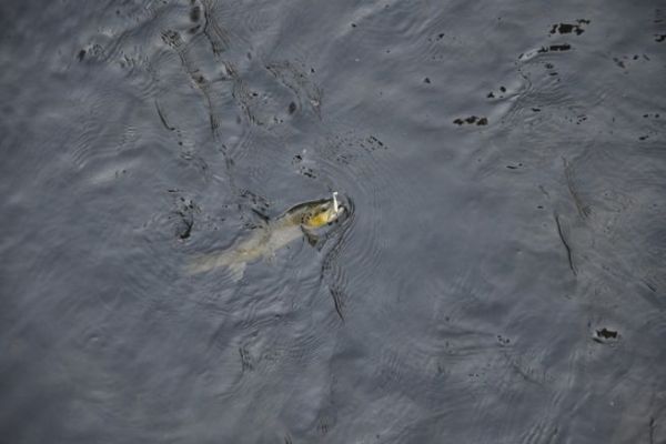 Tempo e date di apertura per la pesca alla trota