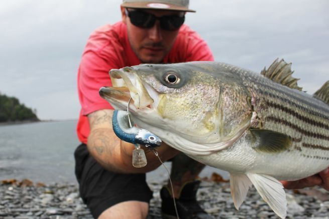 Lo striped bass, una specie di mare molto diffusa in Canada.