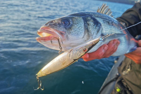La pesca con esche di superficie è una delle tecniche più emozionanti.
