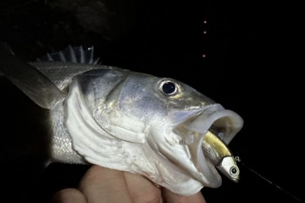 Esca morbida per la pesca notturna alla spigola
