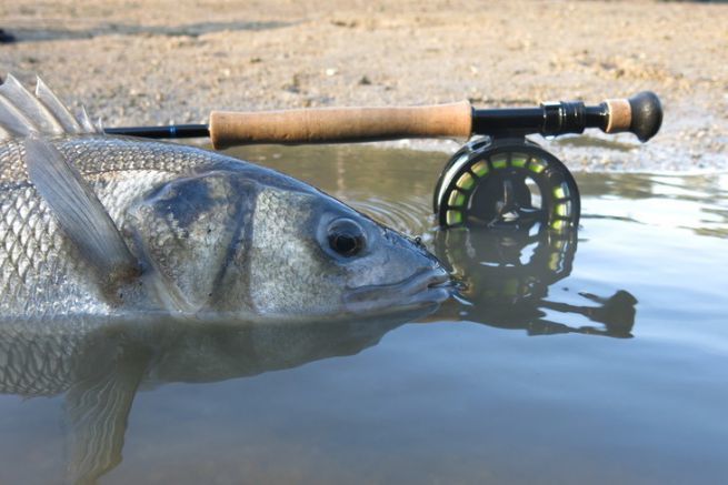 La pesca a mosca della spigola � la sfida definitiva!