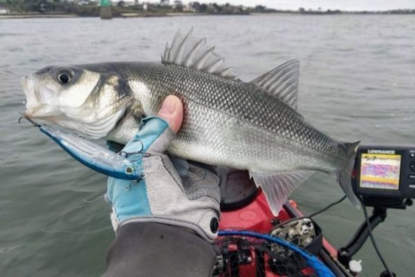 Battuta di pesca alla spigola