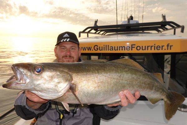 Le fecce gialle fanno parte delle catture da dichiarare