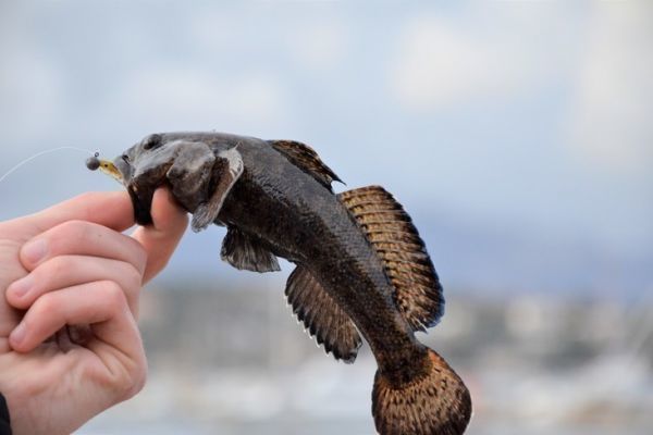 Pesca a scoglio del ghiozzo