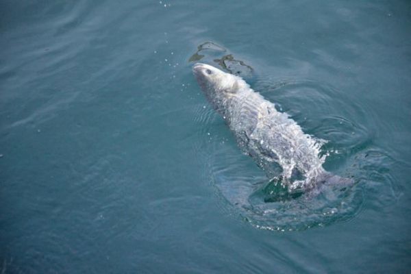 Pesca con l'esca per il cefalo