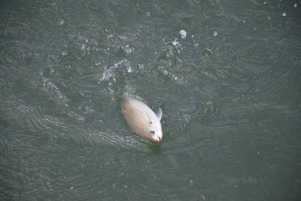 Pesca della salpa