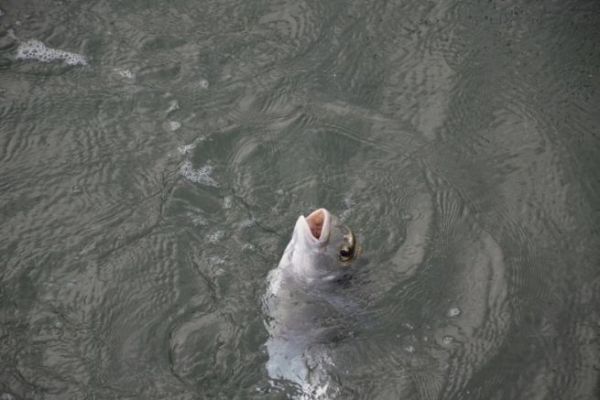 Pesca primaverile agli sparidi
