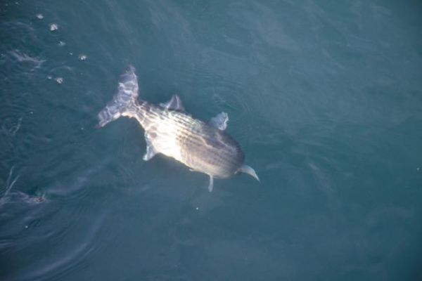 Pesca del cefalo