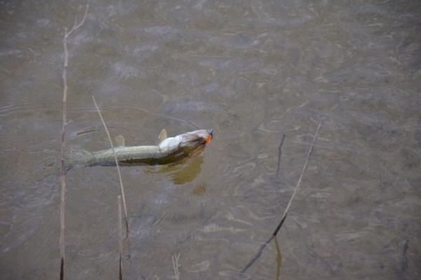 Pesca al luccio
