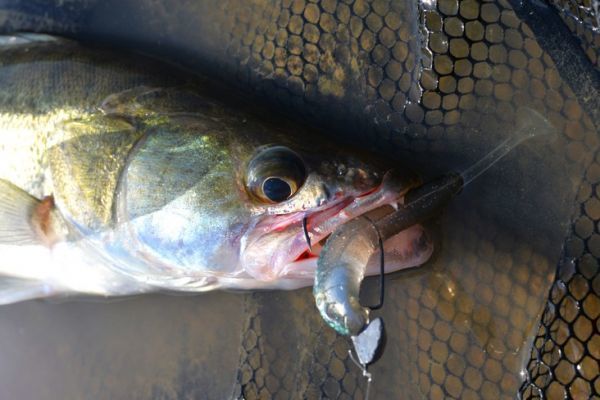 Pesca del pesce persico