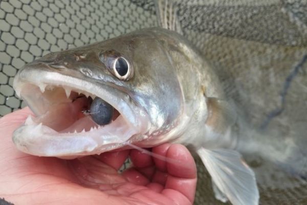 Pesca al luccioperca in inverno