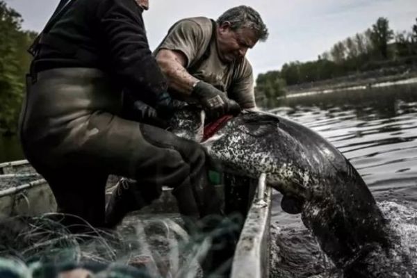 Pesca professionale del pesce gatto