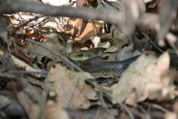 Vipera o serpente in riva al mare?