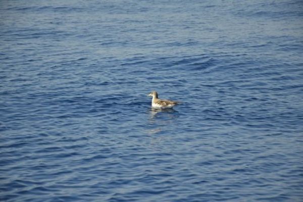 Identificare gli uccelli per pescare meglio