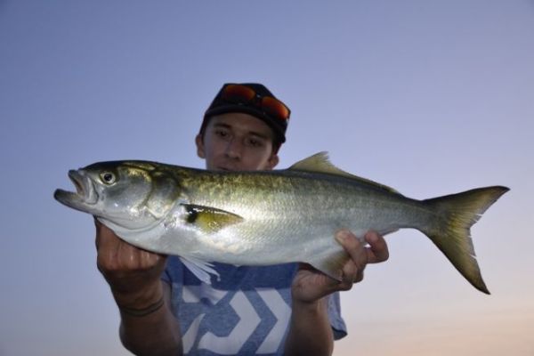 Dove posso trovare tassergal?