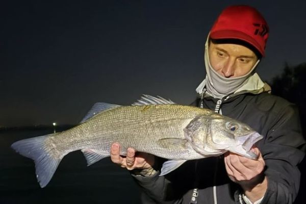 Pesca del lupo con esca viva