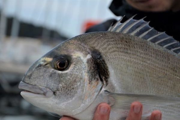 Pesca dell'orata reale con la rete da posta fissa