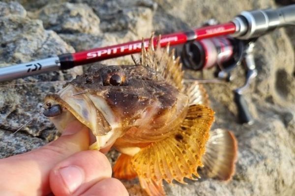 Tanti pesci da catturare con il rockfishing
