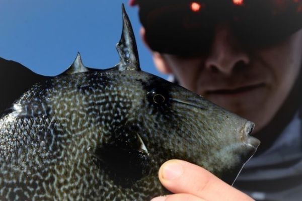 Balista o pesce mordace