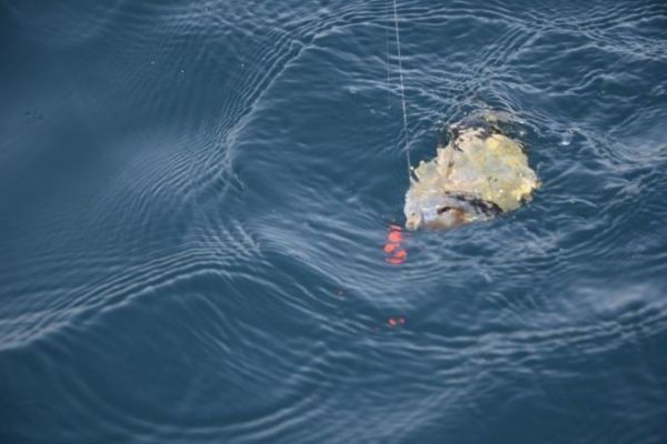 Pesca con esca per sar