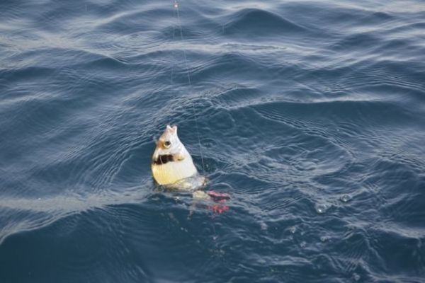 Pesca con esca per sar