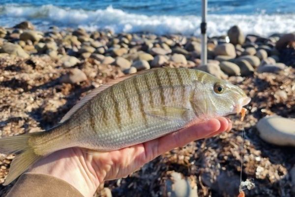 Pesca dell'orata con esca