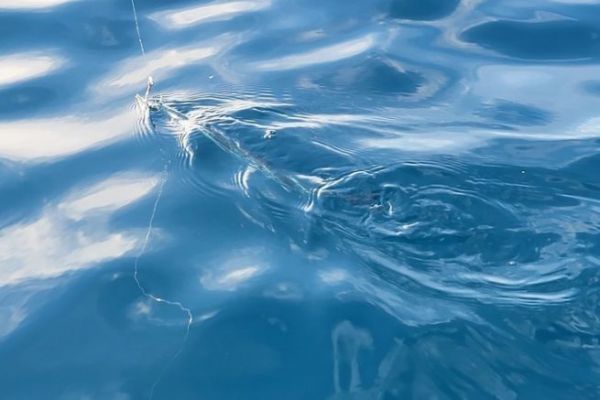 Pesca con il vivo con l'aguglia