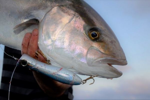 Pesca alla ricciola con il popper