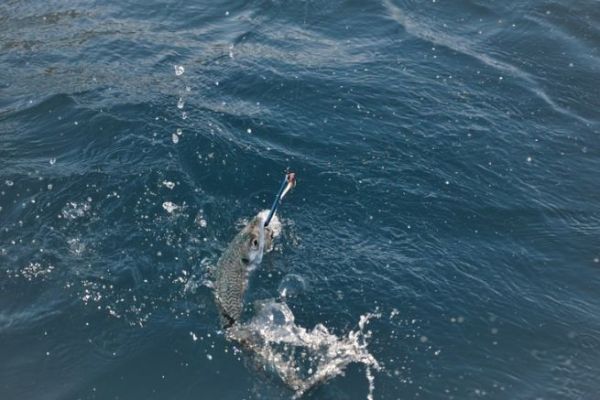 Pesca allo sgombro alla traina