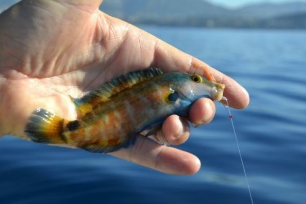 Crenilabra mediterranea