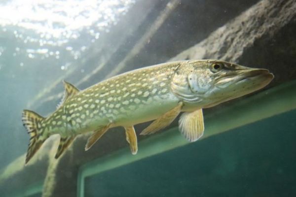 Il luccio pu essere visto all'acquario di Touraine!