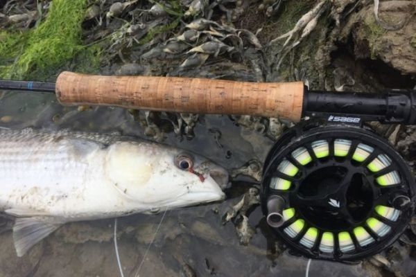 La pesca a mosca dei cefali non  mai facile, ma si pu fare!