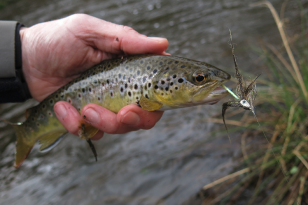 � una buona idea avere qualche imitazione di piccoli sculpini nelle proprie scatole.