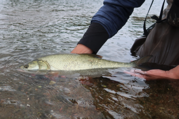 La pesca a mosca  una vera sfida, ma ne vale la pena!