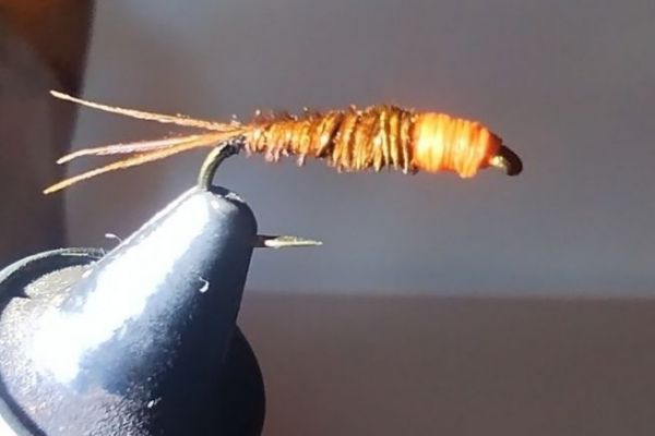 Ninfa a coda di fagiano testa arancione