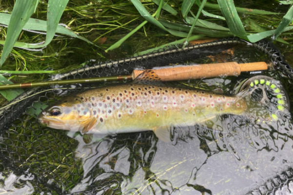 Una grande sessione di pesca con alcune ottime trote bretoni