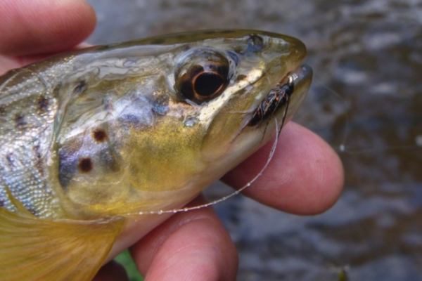 Presentazione di mosche annegate da parte dell'autore