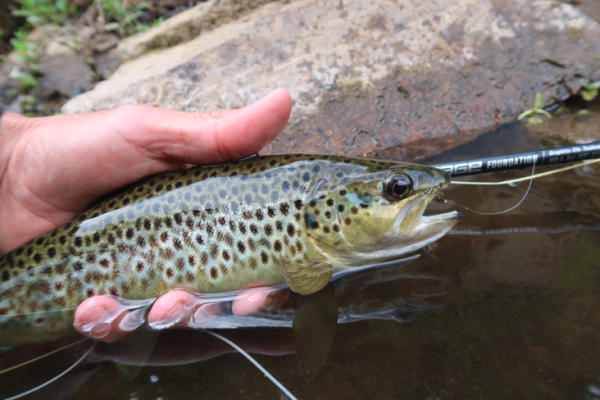 Per questa tecnica � essenziale che i nuclei siano chiari