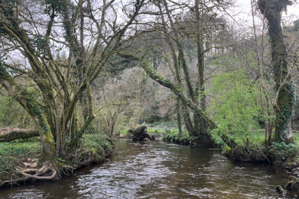 Una sessione veloce con alcune trote belle e attive.